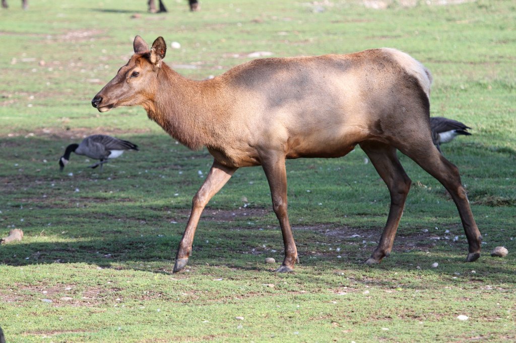 Wapiti (Cervus canadensis) am 13.9.2010 im Toronoto Zoo. Im amerikanischen heit dieses Tier Elk, was aber im englichen Elch bedeutet.