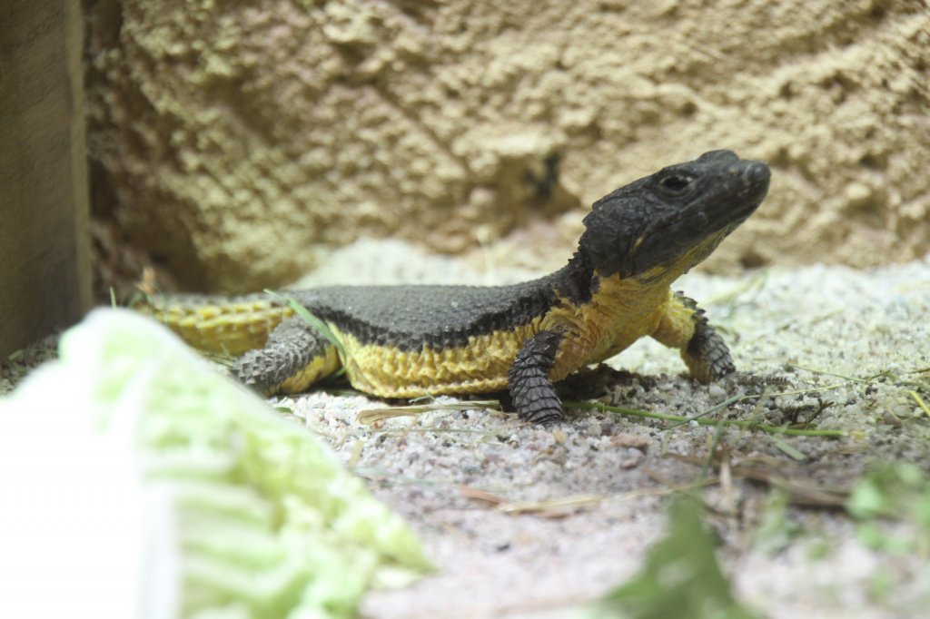 Warrens Grtelschweif (Smaug warreni) am 27.6.2010 im Leipziger Zoo.