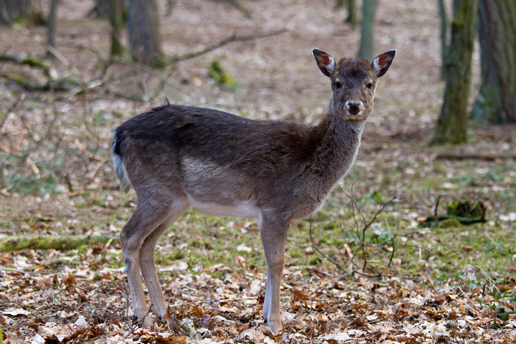 Warten auf sterliches Leckerli, gesehen im Tierpark Ueckermnde. - 08.04.20012