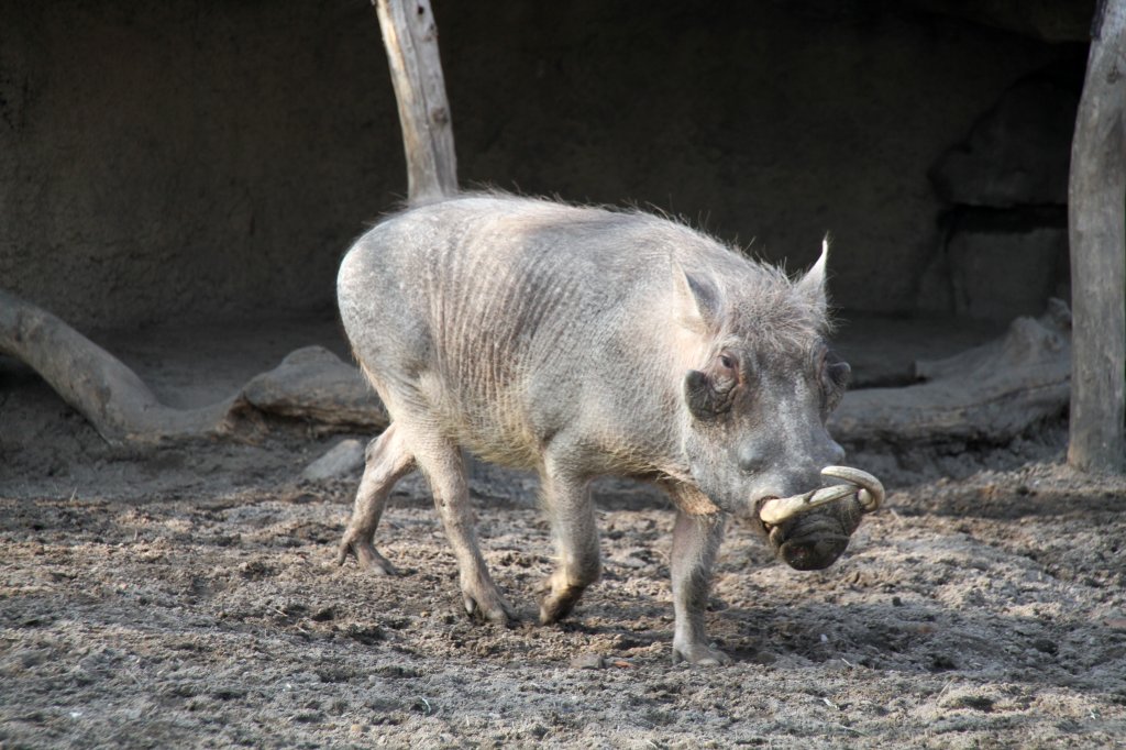 Warzenschwein (Phacochoerus aethiopicus)am 11.3.2010 im Zoo Berlin.