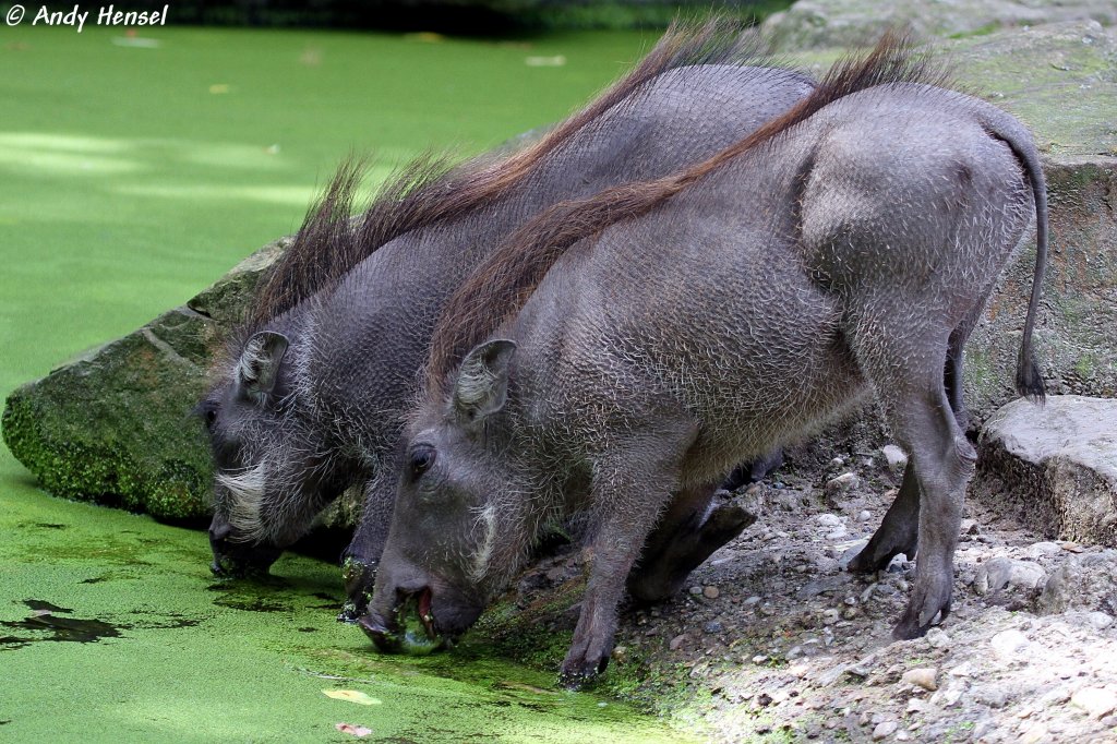 Warzenschweine