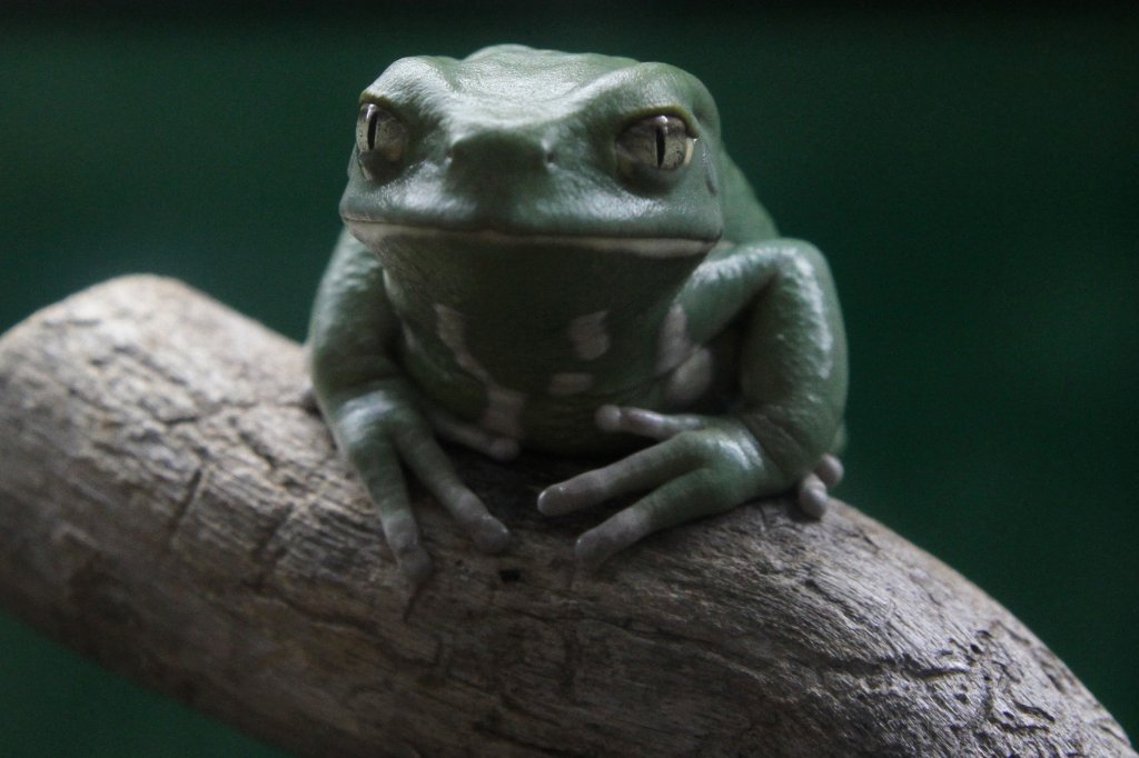 Warziger Makifrosch (Phyllomedusa sauvagii) am 13.9.2010 im Toronto Zoo.
