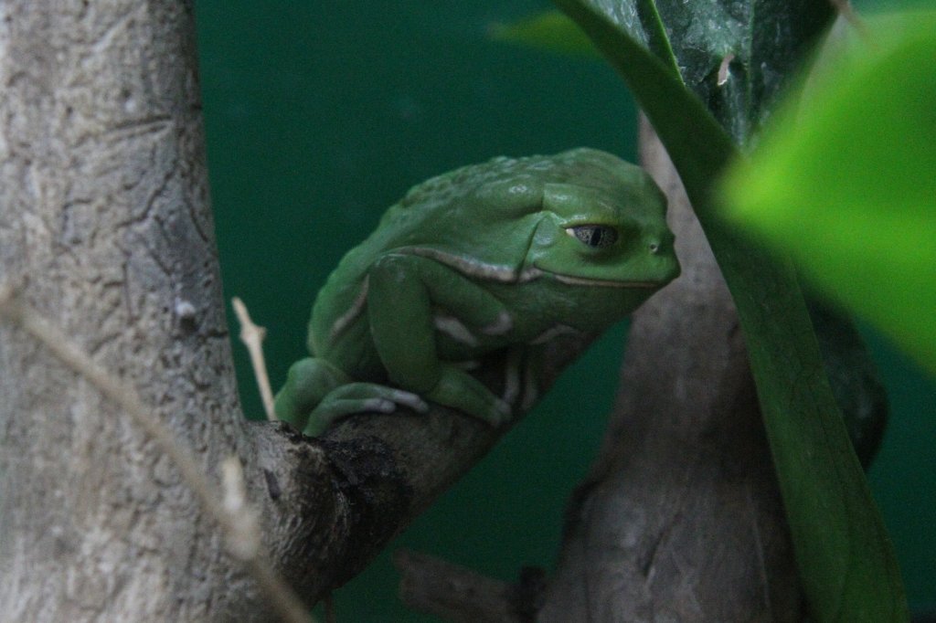 Warziger Makifrosch (Phyllomedusa sauvagii) am 13.9.2010 im Toronto Zoo.