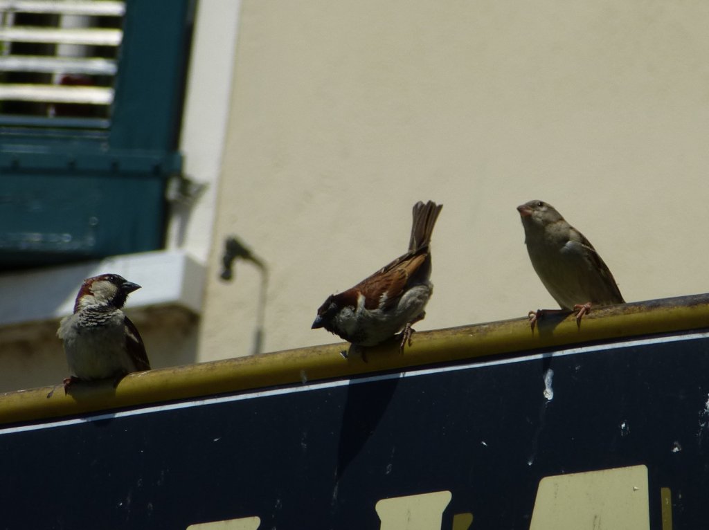 Was die drei wohl vor haben?
So gesehen am 29.05.2103 in Riva del Garda.