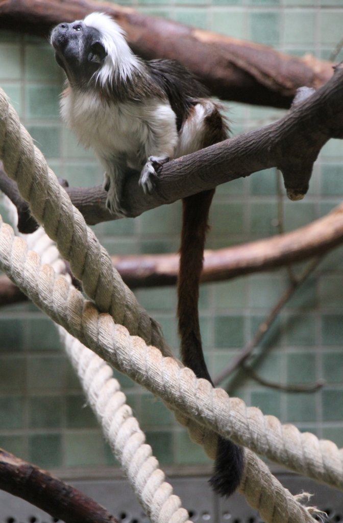 Was gibt es da oben zu sehen? Lisztaffe (Saguinus oedipus) am 11.3.2010 im Zoo Berlin.