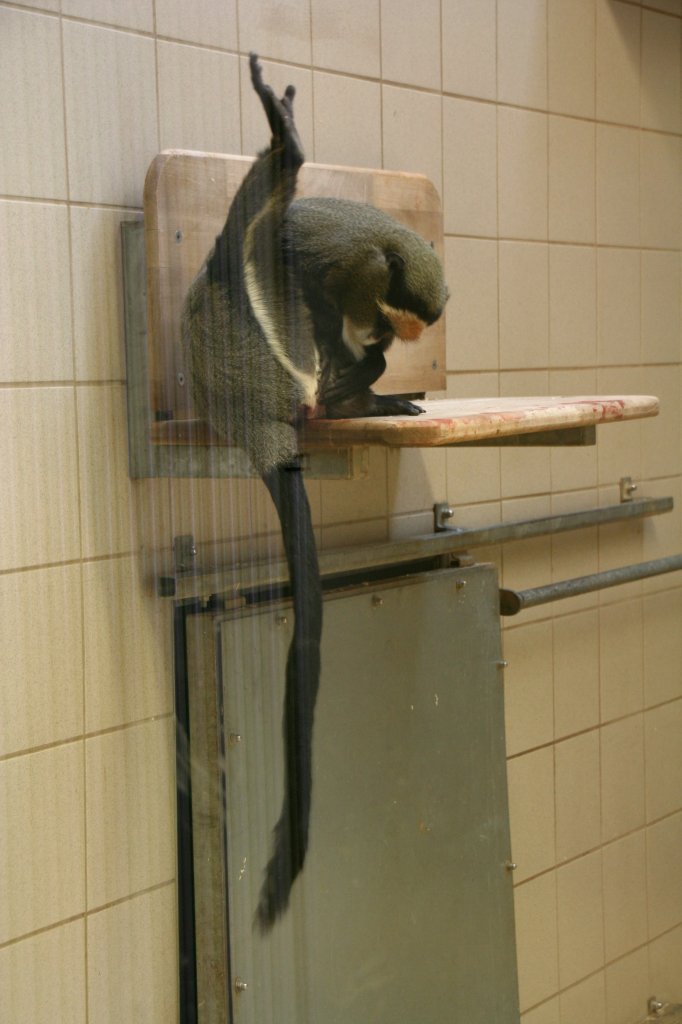 Was gibt es denn dort zu sehen? Brazza-Meerkatze (Cercopithecus neglectus) am 9.1.2010 im Tierpark Berlin.