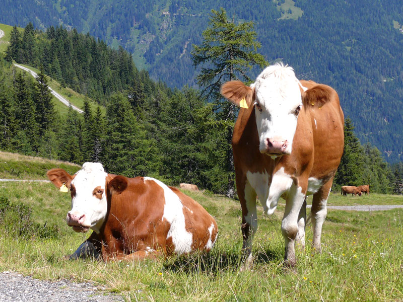 Was guckst Du? - Rinder auf dem Wanderweg am Frauenalmsattel (1.850 m), Radstdter Tauern, 01.08.2010
