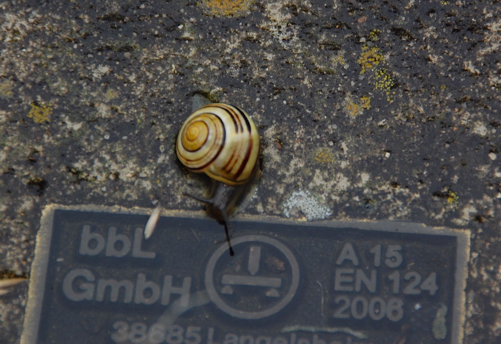 Was heisst hier Prahlhans!!!!! Klar kann ich lesen.....sogar wenn das auf dem Kopfsteht. Schnecke auf einem Kabelschacht einer Eisenbahnstrecke. 24.6.2012