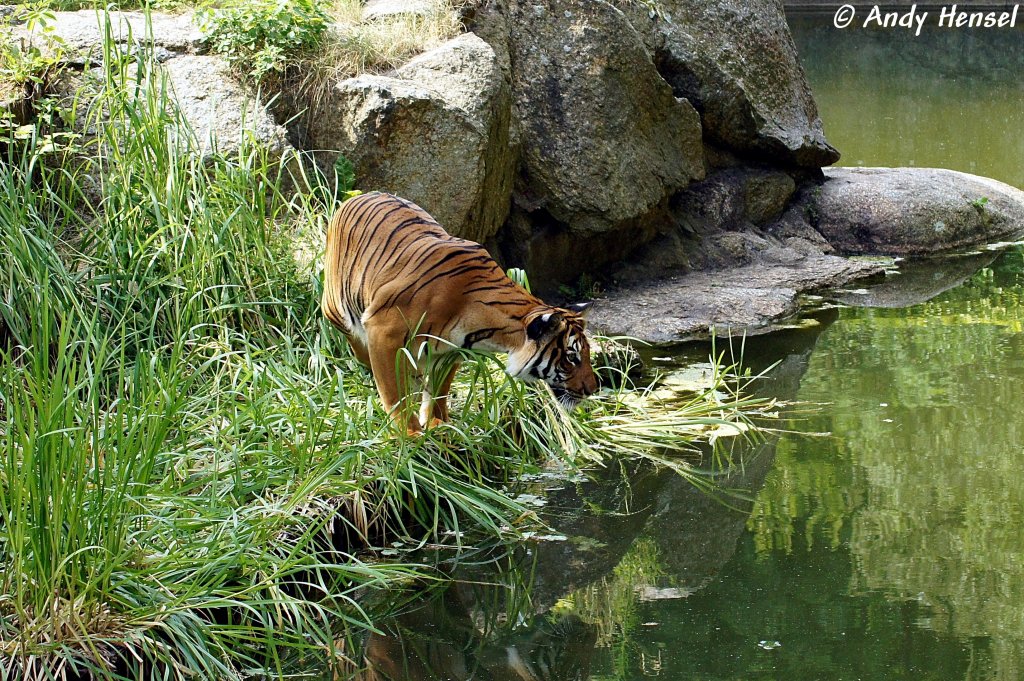  Was machen denn die blden Fische in meinen Becken?  Indochinesischer Tiger oder auch als Hinterindischer Tiger bekannt.