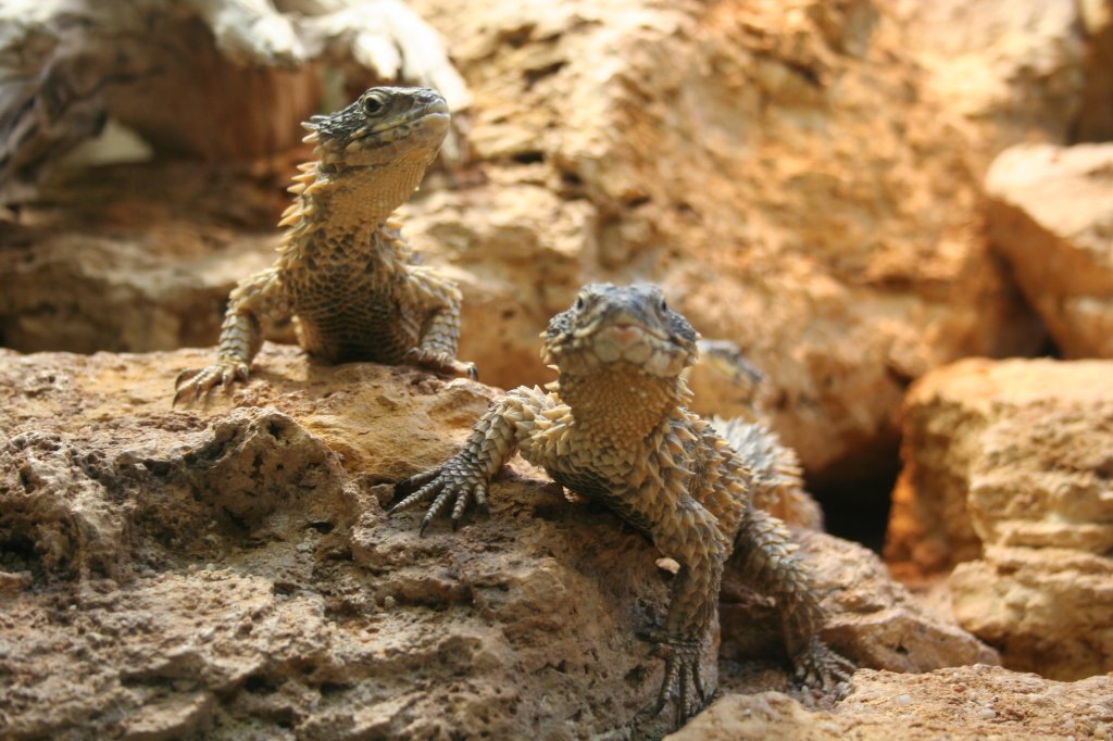 Was macht denn der da? Zwei neugierige Streifenkpfige Bartagame (Pogona vittata).Stuttgart 30.3.2008. 
