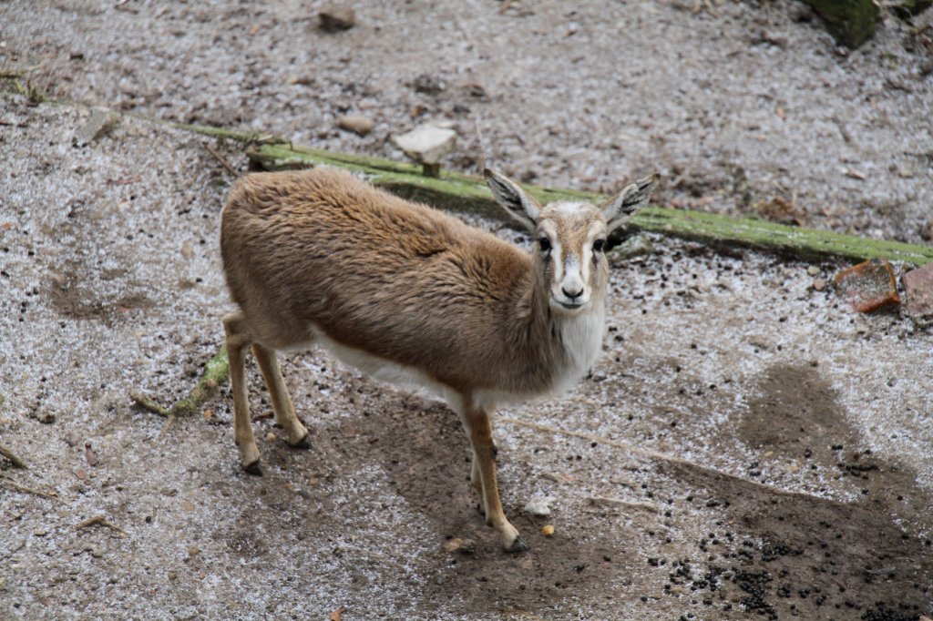 Was nervt denn da von oben? Persische Kropfgazelle (Gazella subgutturosa subgutturosa) am 9.2.2010 im Zoo Karlsruhe. 
