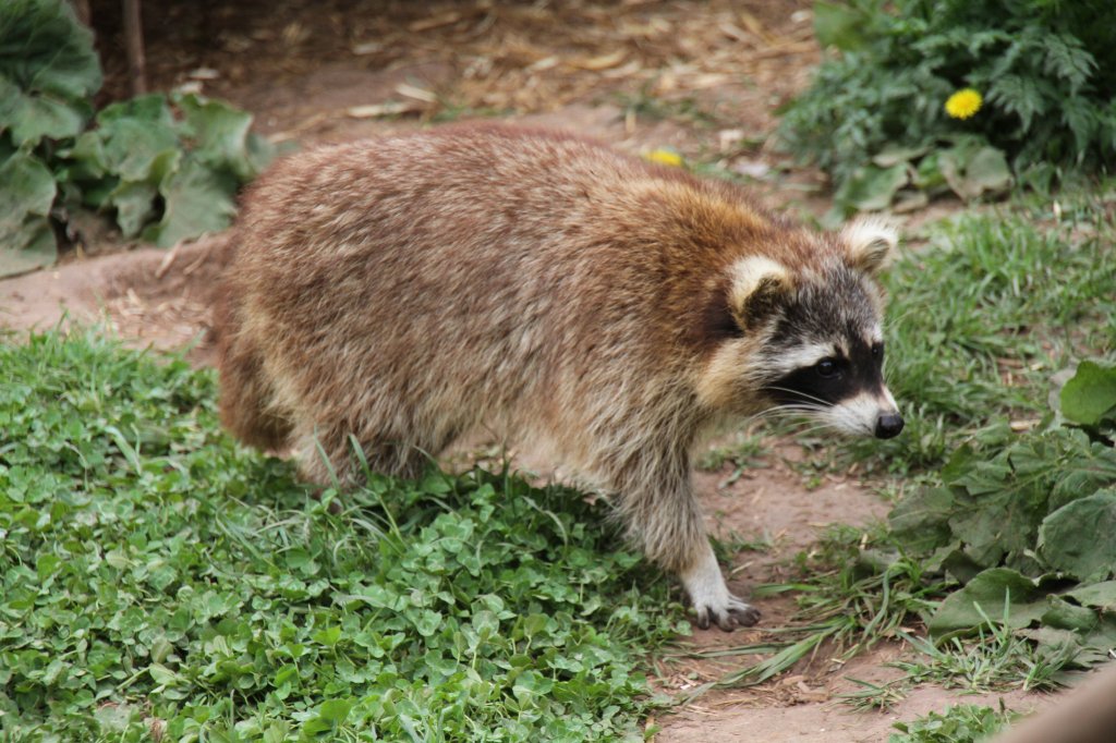 Waschbr (Procyon lotor) am 2.5.2010 im Freizeitpark Memleben.