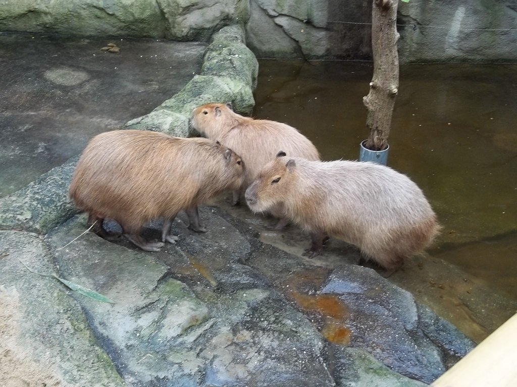 Wasserschweine im Tropenhaus des Chemnitzer Tierparks. 05.01.2011