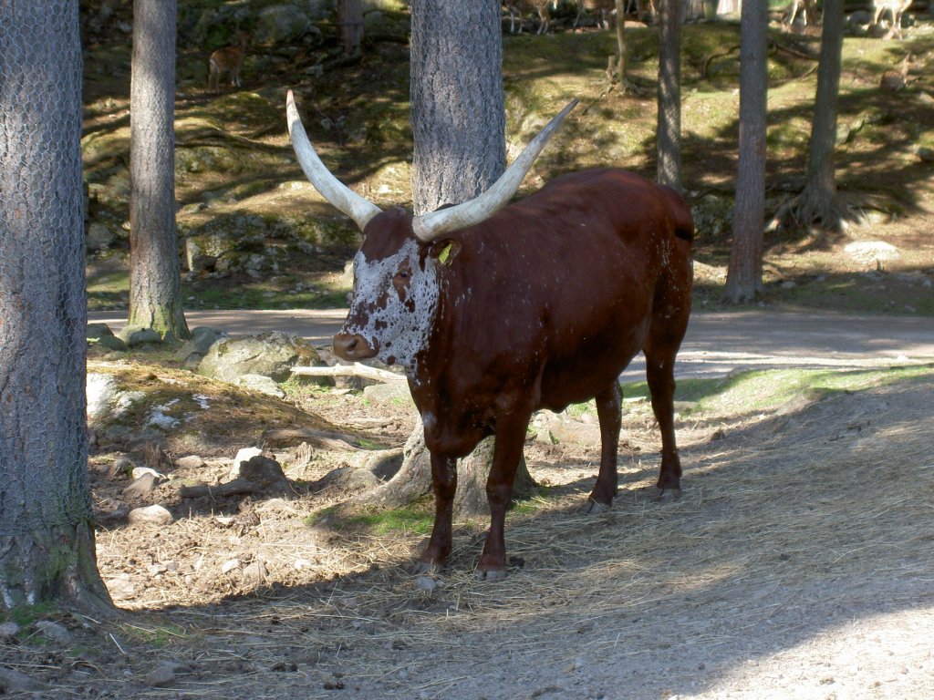 Watussirind am 2.7.2006 im Safaripark Kolmrden. Dieses Rind ist eine Kreuzung aus Langhornrind und Buckelrind.
