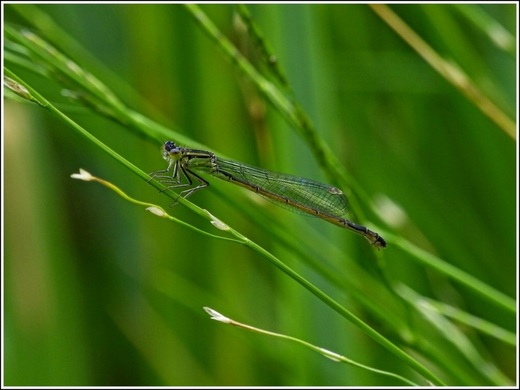 Weibchen der Blauen Federlibelle (Platycnemis pennipes). 30.07.2012 (Jeanny)