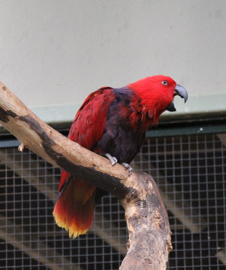 Weibchen eines Riedel-Edelpapageis (Eclectus roratus riedeli) am 25.2.2010 im Zoo Berlin.