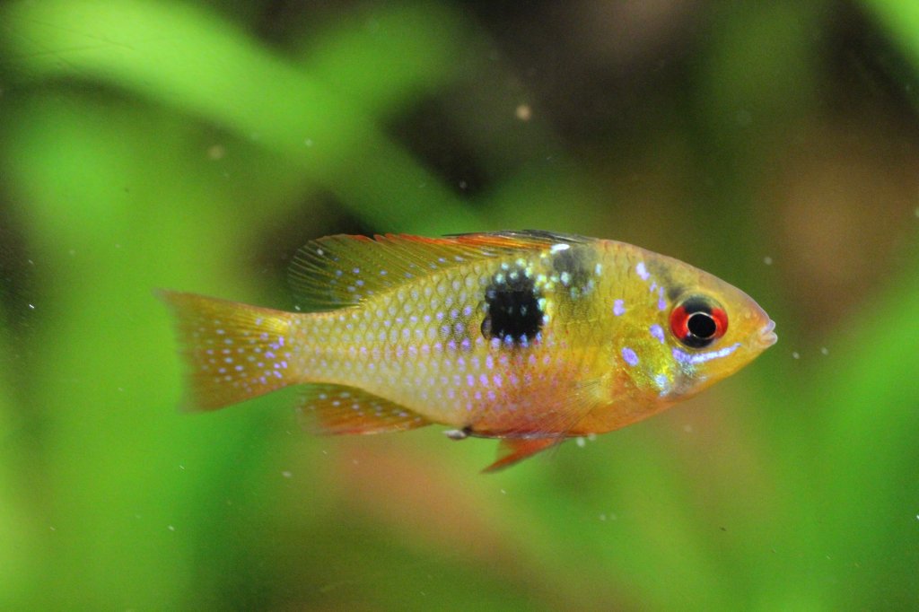 Weibchen eines Sdamerikanischen Schmetterlingsbuntbarsches (Mikrogeophagus ramirezi) am 9.2.2010 im Vivarium Karlsruhe.