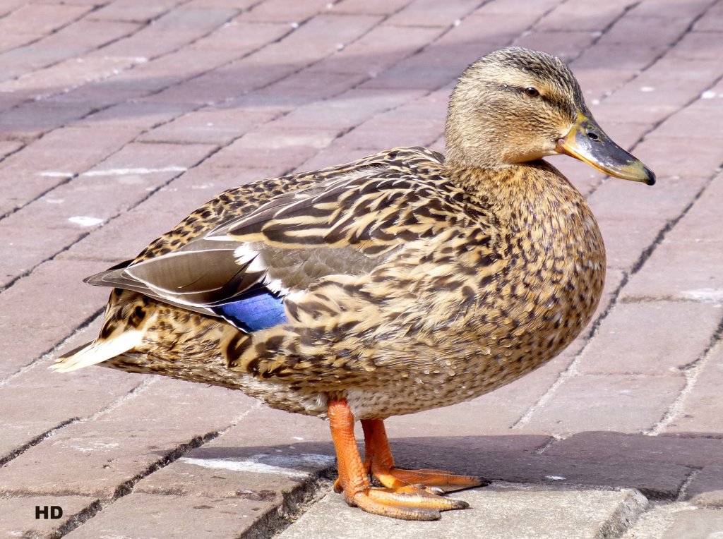 Weibchen der Stockente (Anas platyrhynchos). Gesehen am 24.Mrz 2013 