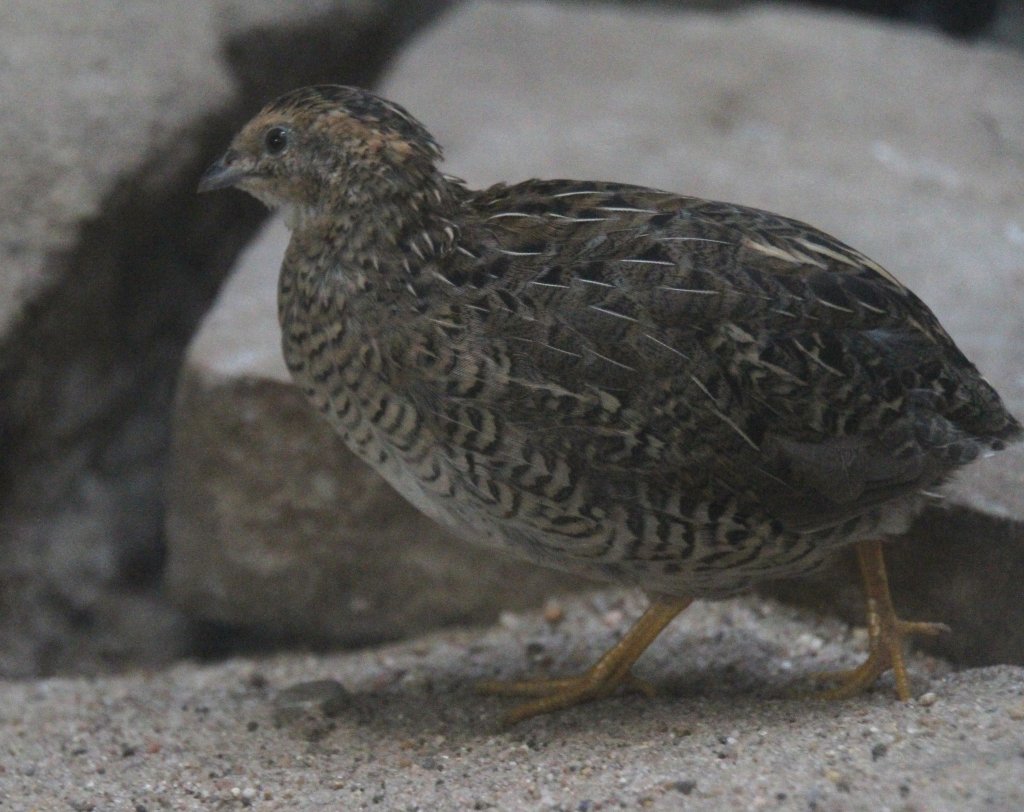 Weibliche Chinesische Zwergwachtel (Coturnix chinensis) am 25.2.2010 im Zoo Berlin.