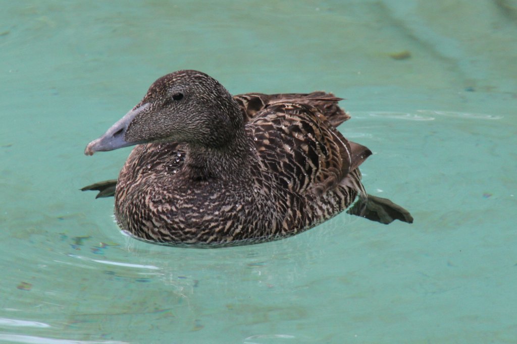 Weibliche Eiderente (Somateria mollissima mollissima) am 26.6.2010 im Zoo Leipzig.