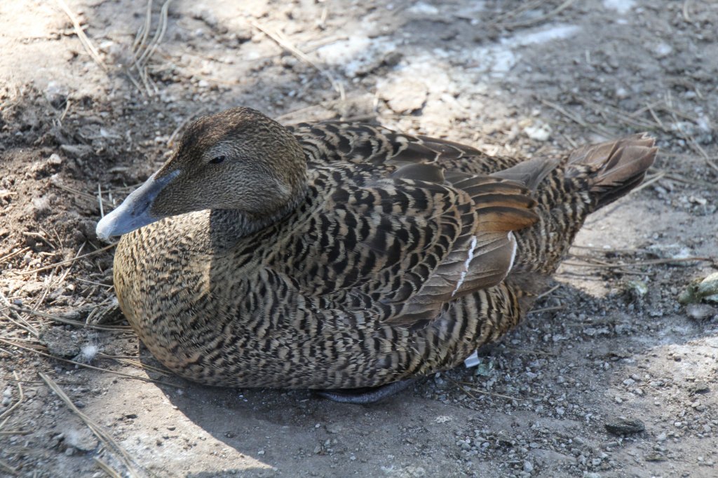 Weibliche Eiderente (Somateria mollissima) im Tierpark Berlin.