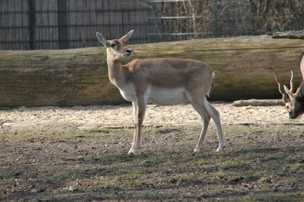 Weibliche Hirschziegenantilope (Antilope cervicapra) am 11.3.2010 im Zoo Berlin.