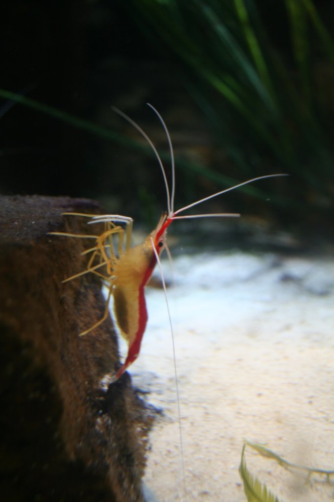 Weibliche Indopazifische Weiband-Putzergarnele (Lysmata amboinensis), da sie Eiern mit sich herumtrgt, am 3.4.2009 im Sea_Life in Berlin.