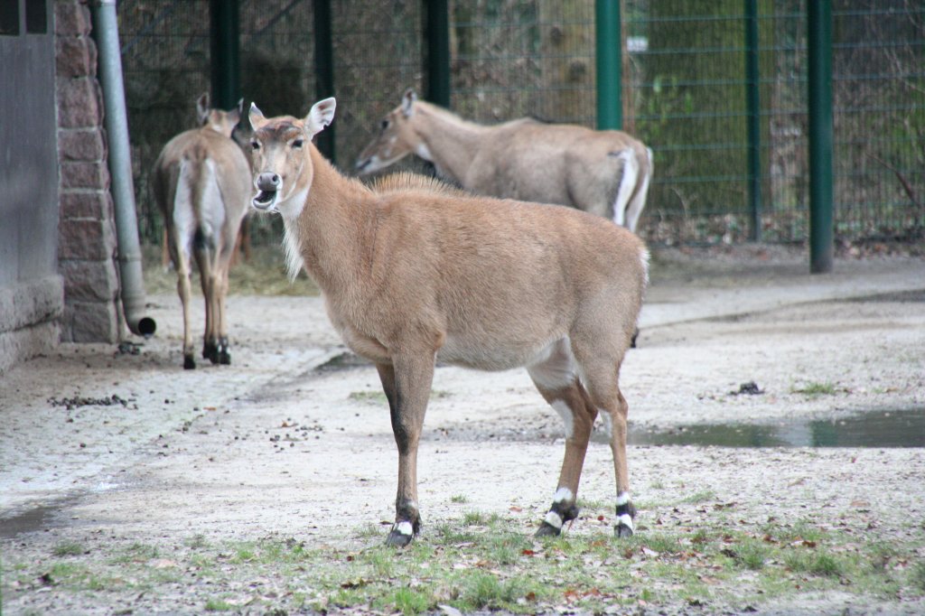 Weibliche Nilgauantilope (Boselaphus tragocamelus) am 13.12.2009 im Tierpark Berlin.