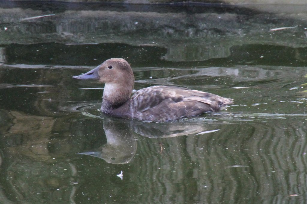 Weibliche Riesentafelente (Aythya valisineria) am 18.4.2010 im Tierpark Berlin.