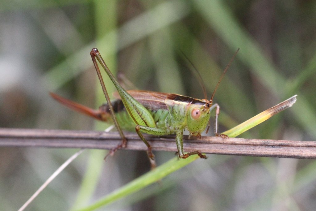 Weibliche Schwertschrecke (Conocephalus brevipennis) am 26.9.2010 in der Second Marsh in Oshawa,Ont.