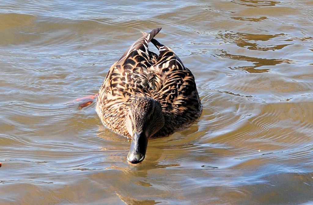 Weibliche Stockente bei der Futtersuche im Rhein - Niederdollendorf 06.04.2010