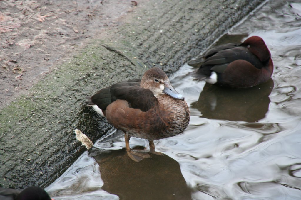 Weibliche Tafelente (Aythya ferina) am 13.12.2009 im Tierpark Berlin.