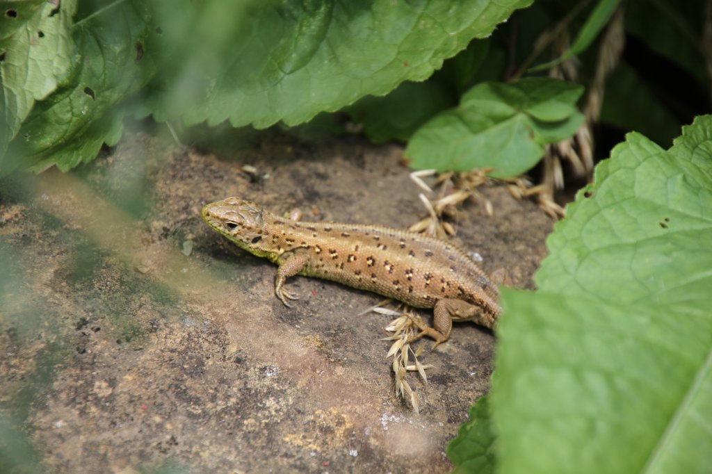 Weibliche Zauneidechse (Lacerta agilis) am 22.6.2010 auf dem Gelnde des Leintalzoos.
