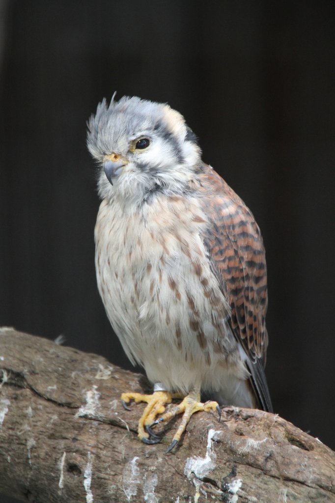 Weiblicher Buntfalke (Falco sparverius) am 26.4.2010 im Vogelpark Karlsdorf-Neuthard.