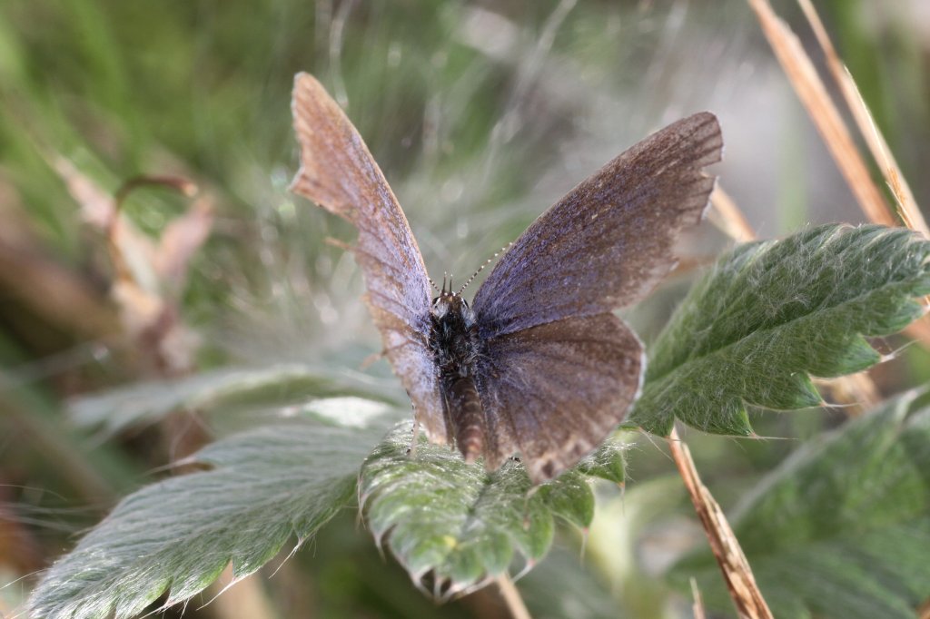 Weiblicher Eastern Tailed-blue (Cupido comyntas syn. Everes comyntas) am 26.9.2010 in der Second Marsh in Oshawa,Ont.