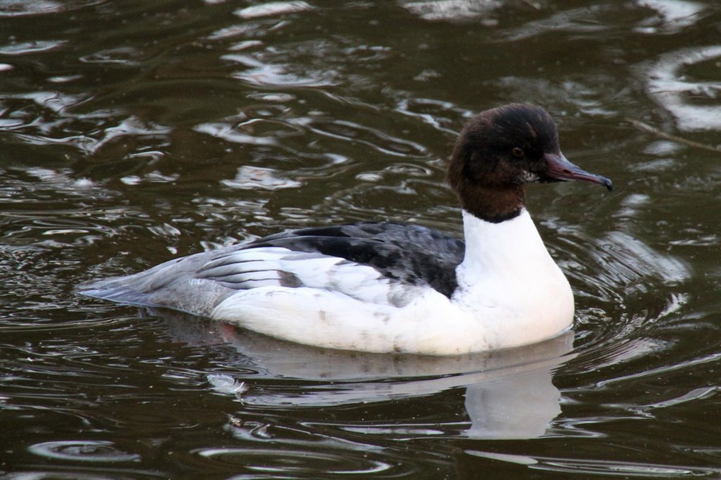 Weiblicher Gnsesger (Mergus merganser) am 18.4.2010 im Tierpark Berlin.