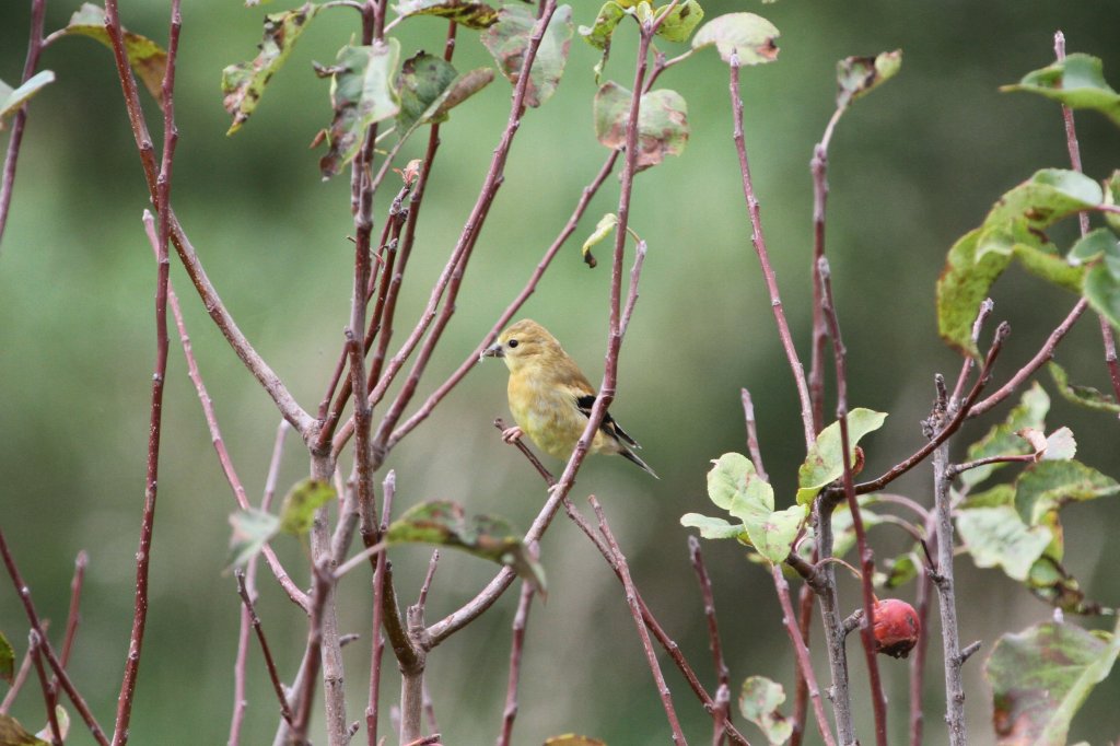 Weiblicher Goldzeisig (Carduelis tristis) am 26.9.2010 in Orono,Ont.