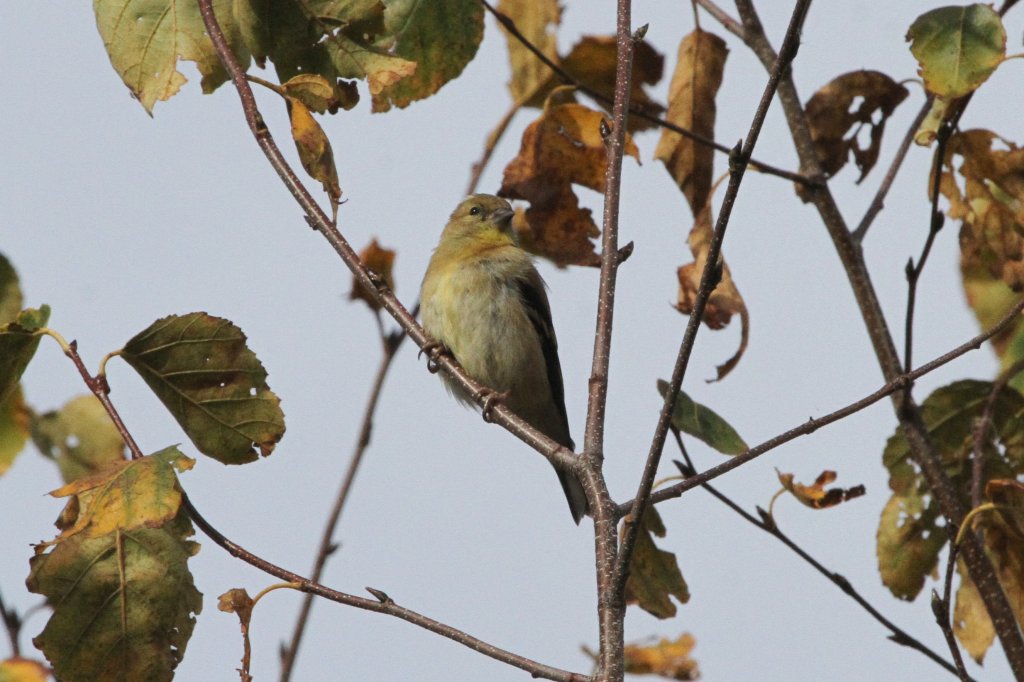 Weiblicher Goldzeisig (Carduelis tristis) am 26.9.2010 in der Second Marsh in Oshawa,Ont.