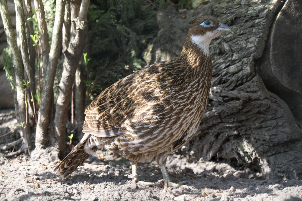 Weiblicher Himalaya-Glanzfasan (Lophophorus impejanus) im Tierpark Berlin.