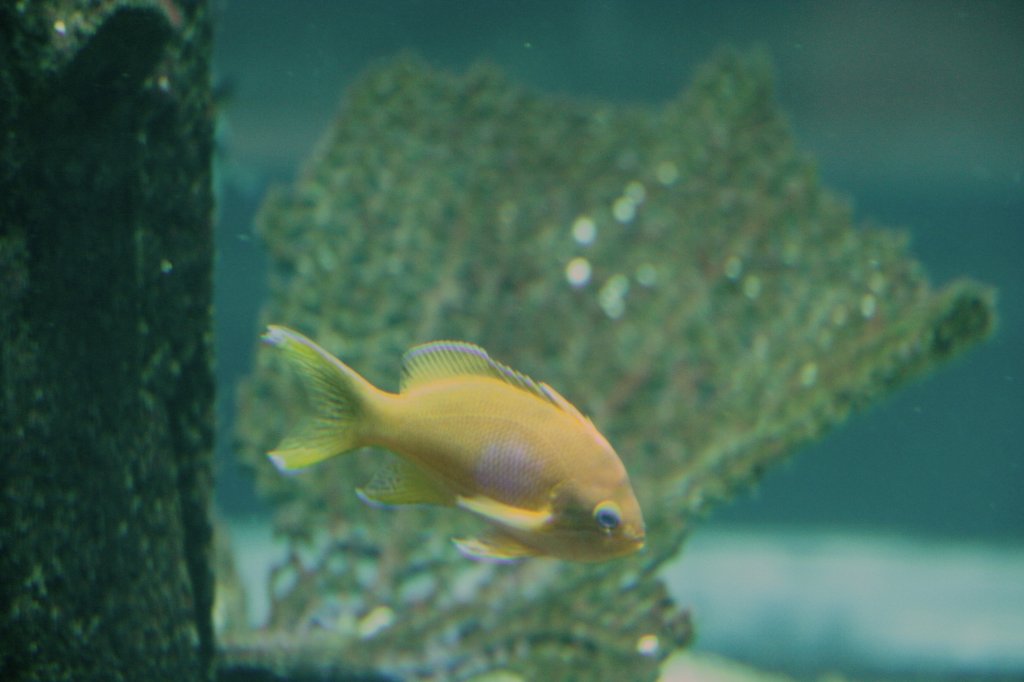 Weiblicher Juwelen-Fahnenbarsch (Pseudanthias squamipinnis) am 10.1.2010 im Aquadom Berlin.