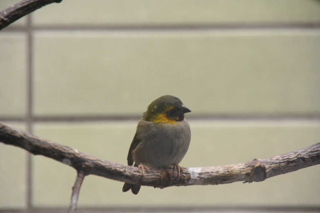 Weiblicher Kleinkubafink (Tiaris canora) am 13.12.2009 im Alfred-Brehm Haus im Tierpark Berlin.