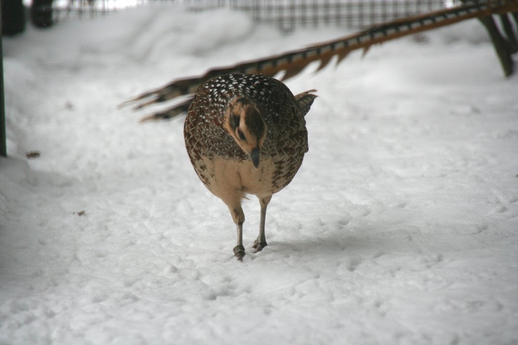 Weiblicher Knigsfasan (Syrmaticus reevesii) beim Rundgang. Tierpark Berlin am 9.1.2010.