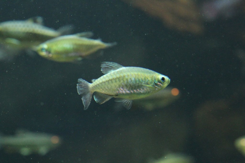 Weiblicher Kongosalmler (Phenacogrammus interruptus) am 26.6.2010 im Leipziger Zoo.