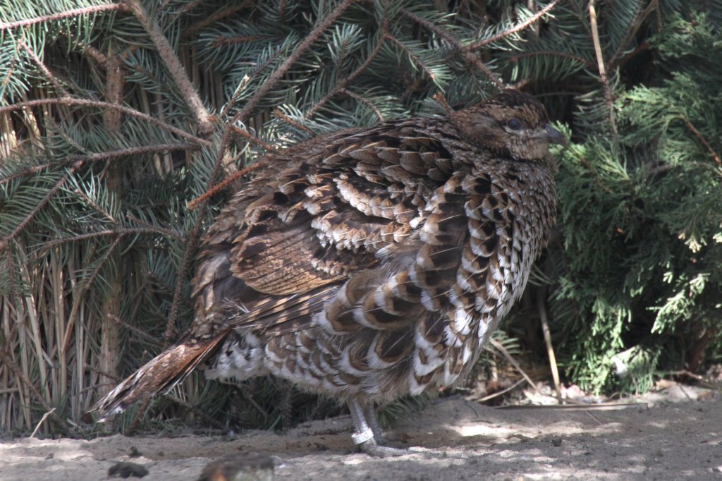 Weiblicher Kupferfasan (Syrmaticus soemmerringii) im Tierpark Berlin.