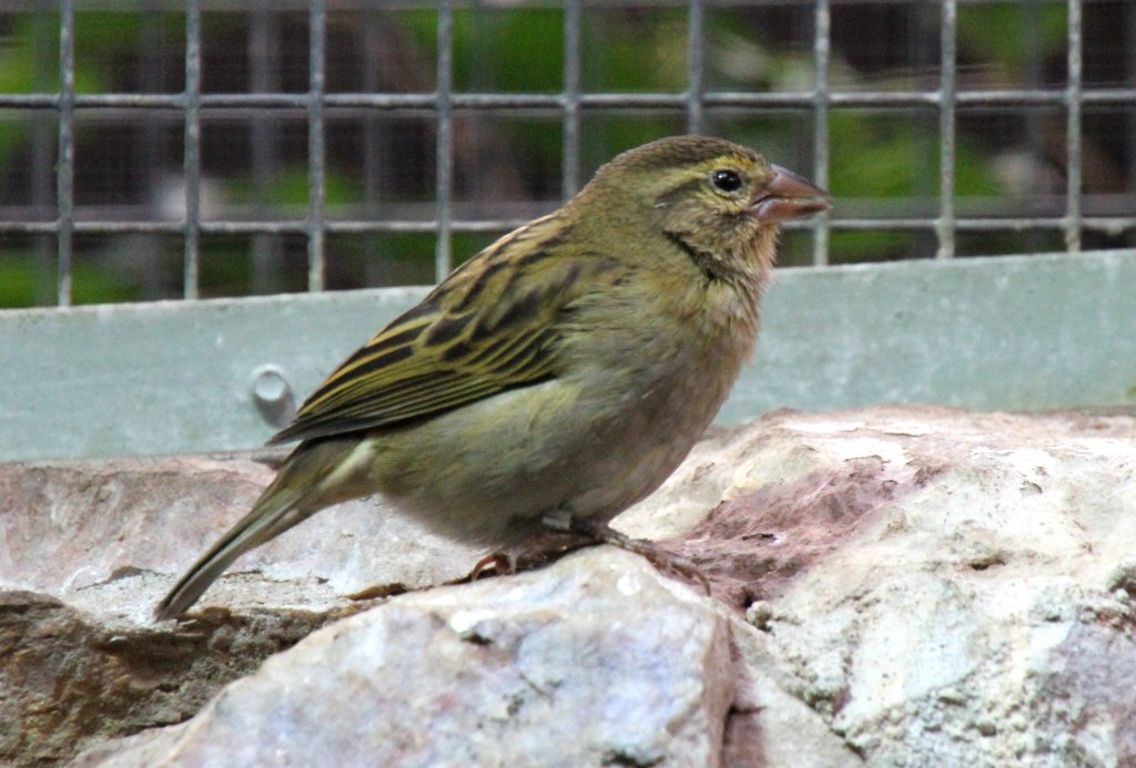 Weiblicher Madagaskarweber (Foudia madagascariensis) am 25.2.2010 im Zoo Berlin.
