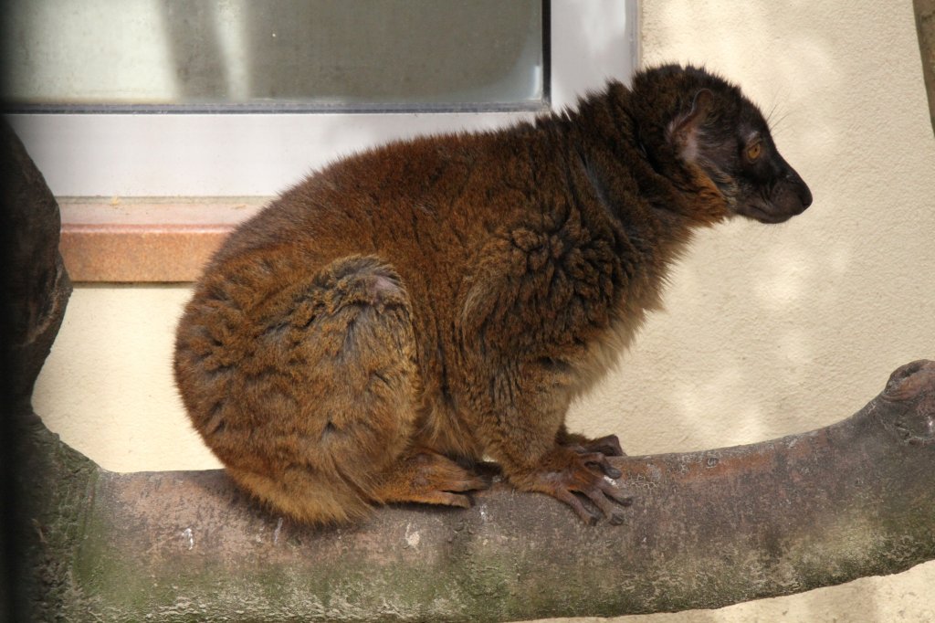 Weiblicher Mohrenmaki (Eulemur macaco) am 18.3.2010 in der Orangerie in Strasbourg.