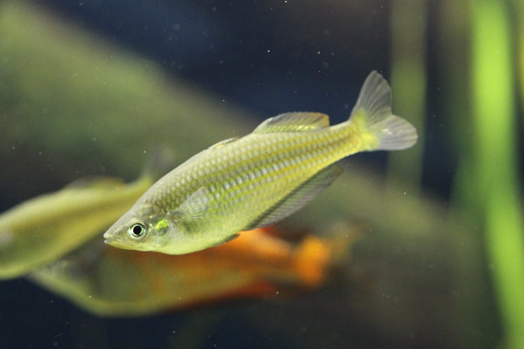 Weiblicher Parkinsons Regenbogenfisch (Melanotaenia parkinsoni) am 19.3.2010 im Zooaquarium Basel.