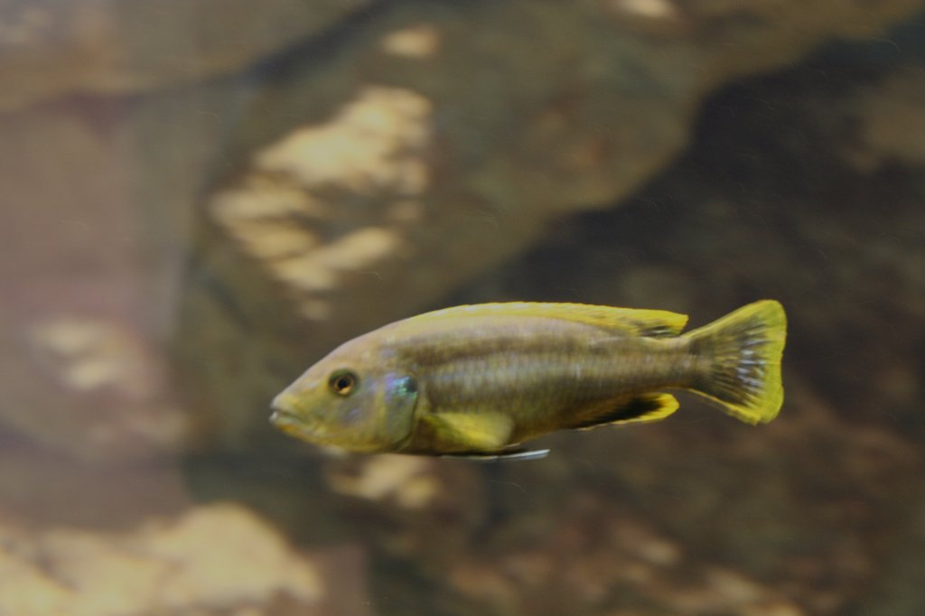 Weibliches Exempar eines Melanochromis chipokae (Chipokae Maulbrter) am 7.12.2009 im Zoo Dresden.