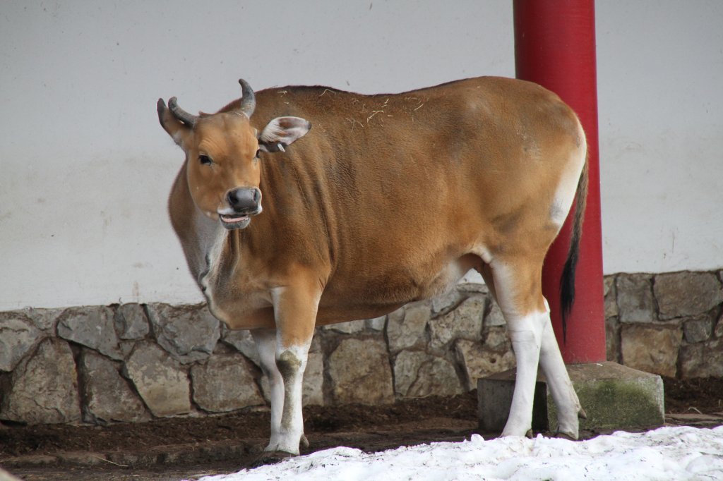 Weibliches Java-Banteng (Bos javanicus javanicus) am 25.2.2010 im Zoo Berlin.
