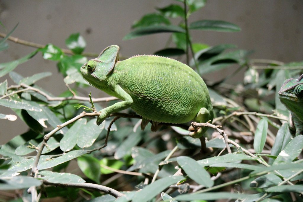 Weibliches Jemenchamleon (Chamaeleo calyptratus) am 12.3.2010 im Zooaquarium Berlin.